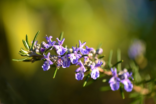 Erbe aromatiche: profumo e sapore alle tue ricette!