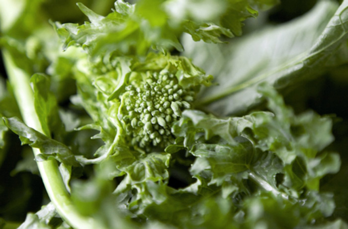 Cime di rapa: ricche di proprietà e di gusto!