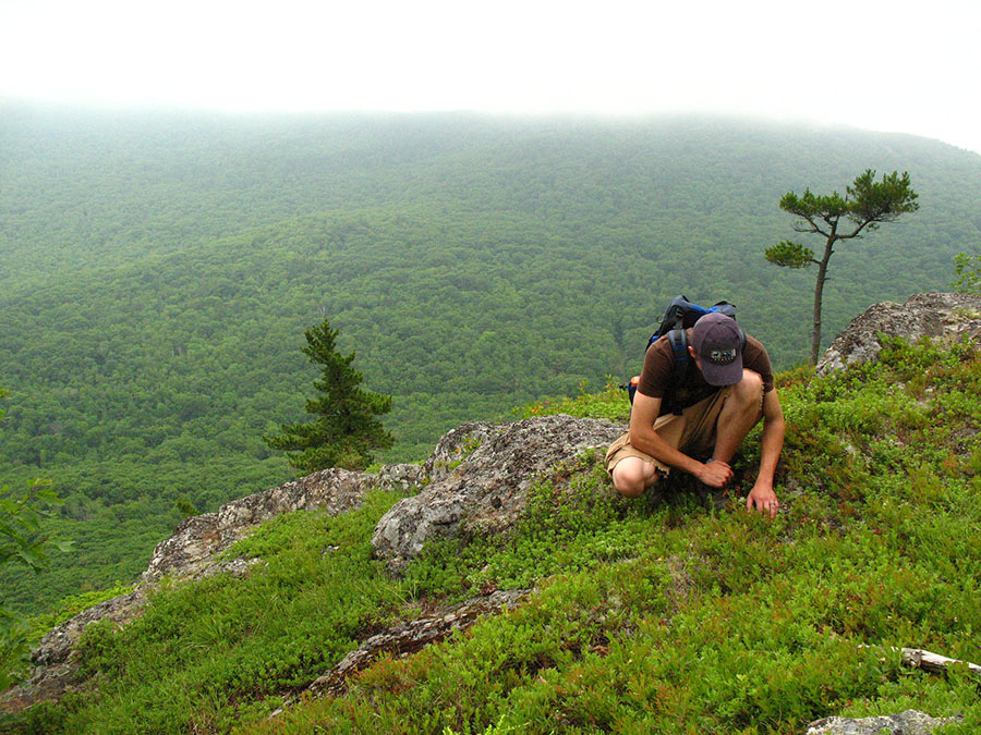 foraging