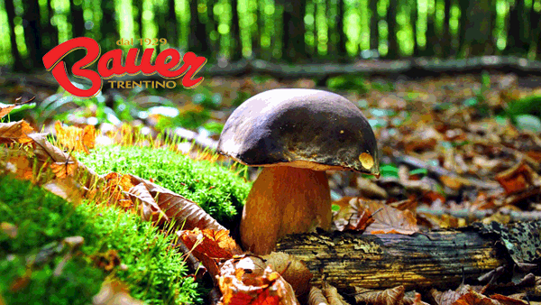 autunno-funghi-porcini-bauer