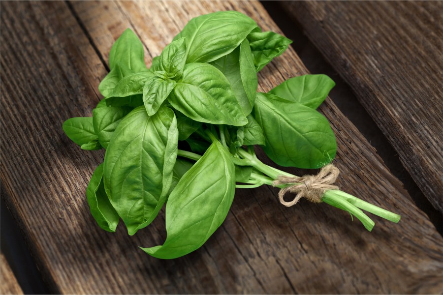 Basilico: l’erba del re