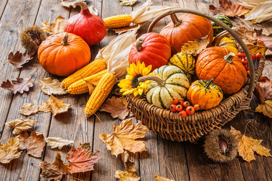 cibi autunno bauer