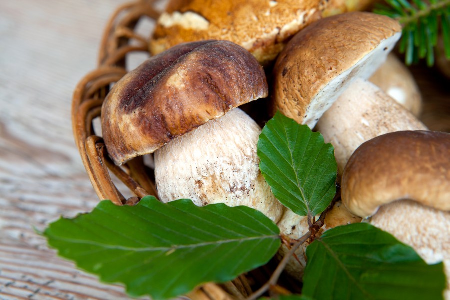 funghi bauer