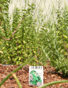 origanum-officinalis-233x300