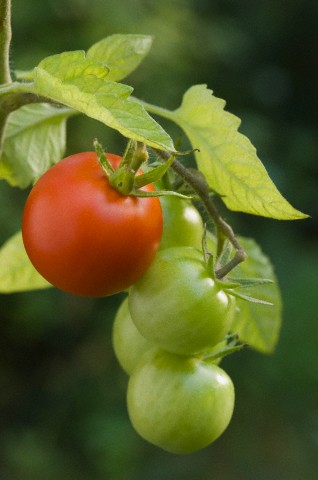 Pomodoro