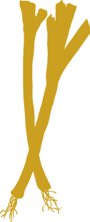 porro disegno