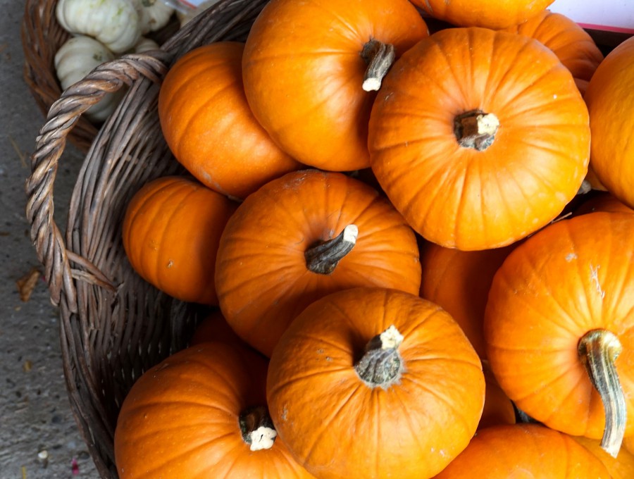 Zucca
