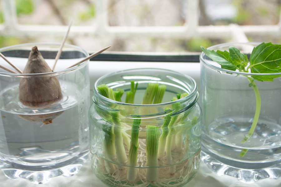 regrowing