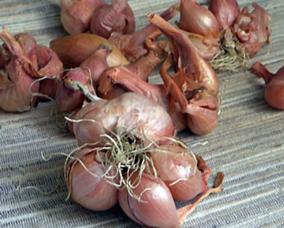 scalogno di romagna