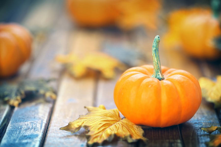 zucca bauer