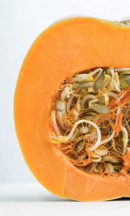interno zucca